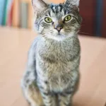 Zaginął kot, Łódź, 12 kwietnia 2025