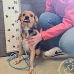 Znaleziono psa, Chełmek, 12 kwietnia 2025