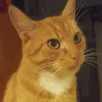 Zaginął kot, Lublin, 12 kwietnia 2025