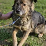 Zaginął pies, Łódź, 12 kwietnia 2025