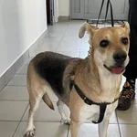 Znaleziono psa, Lublin, 12 kwietnia 2025