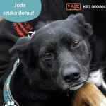 Pies do adopcji, Dąbrówka, 11 kwietnia 2025