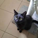 Kot do adopcji, Olsztyn, 26 marca 2025