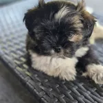 Zaginął pies, Bartoszylas, 12 kwietnia 2025