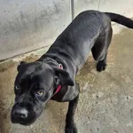 Znaleziono psa, Lublin, 12 kwietnia 2025