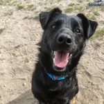 Znaleziono psa, Szczecin, 11 kwietnia 2025