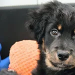 Pies do adopcji, Piła, 28 marca 2025