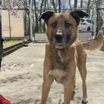 Znaleziono psa, Toruń, 10 kwietnia 2025