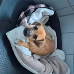 Znaleziono psa, Lublin, 12 kwietnia 2025