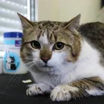 Znaleziono kota, Łódź, 11 kwietnia 2025