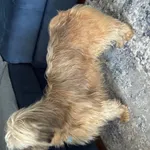 Znaleziono psa, Łódź, 12 kwietnia 2025