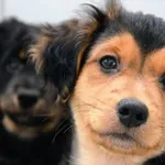 Pies do adopcji, Piła, 26 marca 2025