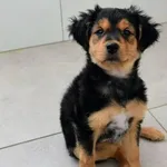 Pies do adopcji, Piła, 26 marca 2025