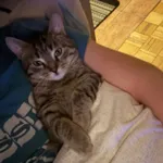 Zaginął kot, Łódź, 14 kwietnia 2025