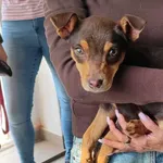 Znaleziono psa, Toruń, 13 kwietnia 2025