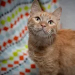 Znaleziono kota, Sosnowiec, 11 kwietnia 2025