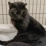 Znaleziono kota, Toruń, 11 kwietnia 2025