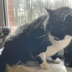 Znaleziono kota, Toruń, 10 kwietnia 2025