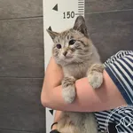 Znaleziono kota, Chełmek, 12 kwietnia 2025