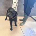 Znaleziono psa, Chełmek, 13 kwietnia 2025