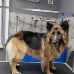 Nero - inteligentny, grzeczny, przyjazny ONek