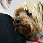 Pies do adopcji, Tychy, 1 marca 2025