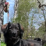 Pies do adopcji, Włocławek, 13 kwietnia 2025