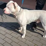 Pies do adopcji, Włocławek, 13 kwietnia 2025