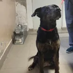 Znaleziono psa, Toruń, 11 kwietnia 2025