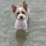 Zaginął pies, Łódź, 13 kwietnia 2025