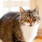 Oddam kota, Gdańsk, 14 kwietnia 2025