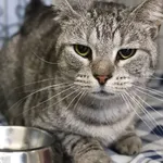 Znaleziono kota, Łódź, 13 kwietnia 2025