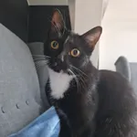 Zaginął kot, Szczecin, 14 kwietnia 2025