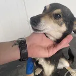 Przyjęty: 2025-04-15 Gmina: Babice Płeć: Pies Opis: mieszaniec, czarne - podpalane