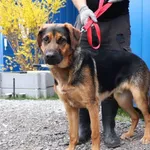 Znaleziono psa, Łódź, 13 kwietnia 2025