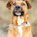 Oddam psa, Gdańsk, 15 kwietnia 2025