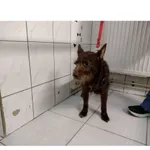 Znaleziono psa, Białystok, 14 kwietnia 2025