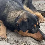 Znaleziono psa, Oborniki, 13 kwietnia 2015