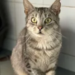 Znaleziono kota, Lublin, 14 kwietnia 2025