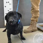 Imię: Przyjęty: 2025-03-25 Płeć: Suka Opis: mieszaniec, czarne Wiek: ok. 2 lata