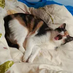 Zaginął kot, Ropczyce, 15 kwietnia 2025