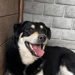 Znaleziono psa, Oborniki, 13 kwietnia 2015