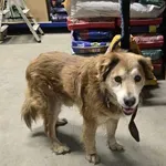 Pies do adopcji, Oborniki, 25 marca 2025