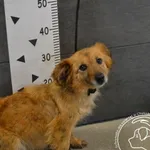 Imię: Przyjęty: 2025-03-25 Płeć: Suka Opis: mieszaniec, biszkoptowe Wiek: ok. 4 lata