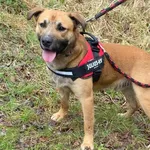 Pies do adopcji, gmina Platerówka, 14 kwietnia 2025