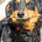 Piesek znaleziony w Czerlejnie