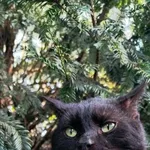 Kot do adopcji, Piła, 1 marca 2025