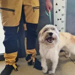 Przyjęty: 2025-04-14 Gmina: Brzeszcze Płeć: Suka Opis: mieszaniec, białe w brązowe łaty