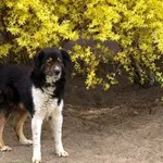 Pies do adopcji, Pabianice, 10 kwietnia 2025