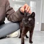 Fasolka trafiła do nas na początku marca. Od razu nie miała łatwo - była bardzo słaba, wychudzona. Później okazało się, że dodatkowo musi mieć usuwane niektóre zęby. Kotka powoli doszła do siebie. To 